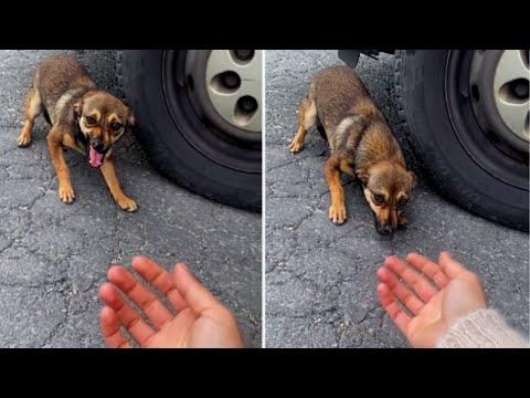 Scared Dog Abandoned On Roadside Melts In Woman’s Arms After Being Rescued #Video