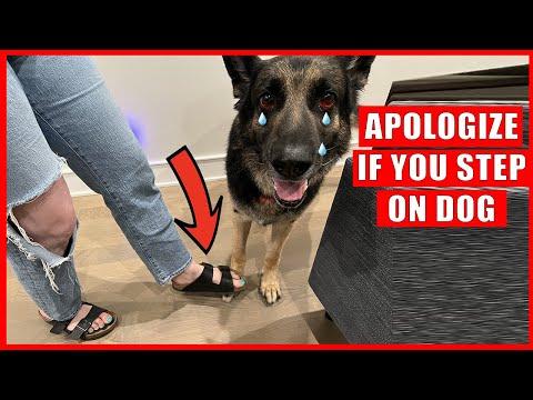 How to Apologize to Your Dog #Video
