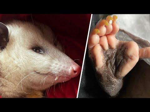 Opossum raised by human has strange hands #Video