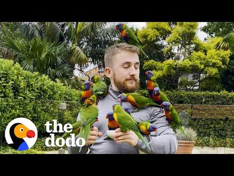 Wild Lorikeet Gets All His Friends To Visit This Guy #Video