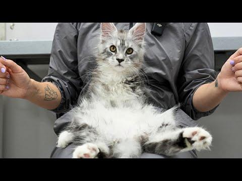You know what they say, Maine Coons really are the dogs of the cat world #Video
