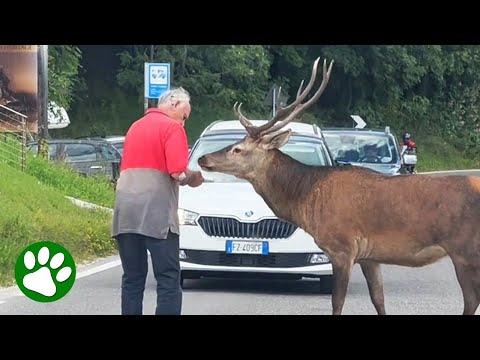 Kind Old Man Helps Deer Cross Road #Video