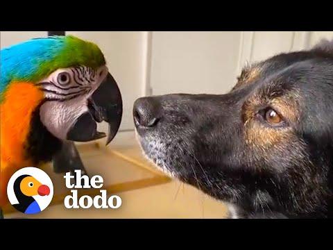 Dog And Parrot Who Didn't Get Along Spend Every Single Moment Together Now #Video