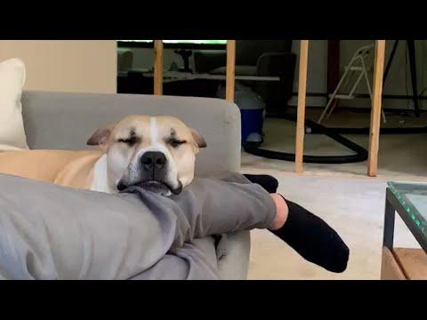 Best Sleep Ever | Funniest Pets of The Week #Video