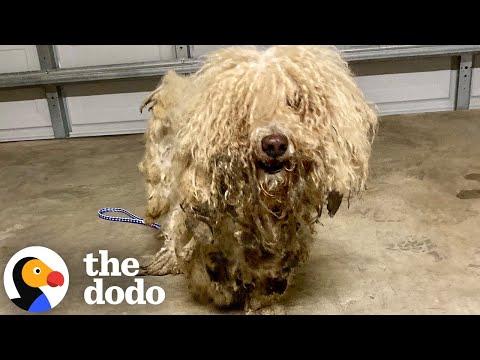 Bonded Matted Dogs Transform Together #Video