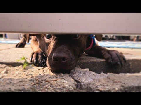 Scared dog instantly transforms when she's adopted #Video