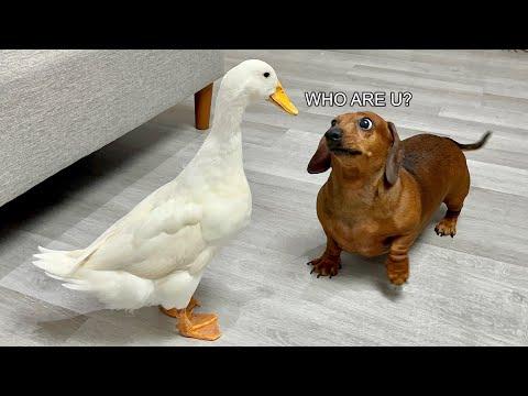 How a dachshund meets a duck for the first time #Video