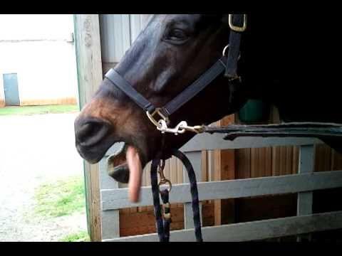 Funny Horse Makes Funny Noises With His Lips