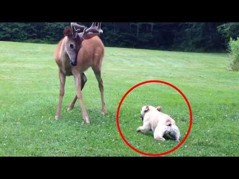 When Guard Dogs Meet Wild Animals, You Won't Believe Their Reaction! #Video