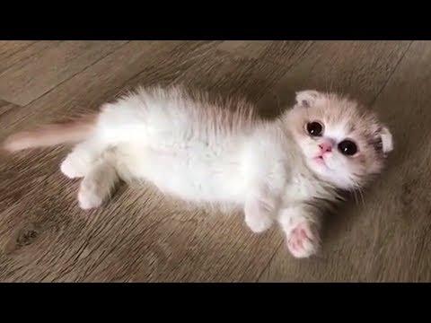 This Baby Munchkin Kitten Will Melt Your Heart Video