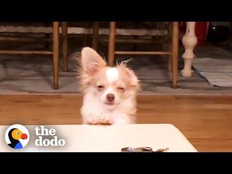 Funny Guilty Dogs Compilation | The Dodo