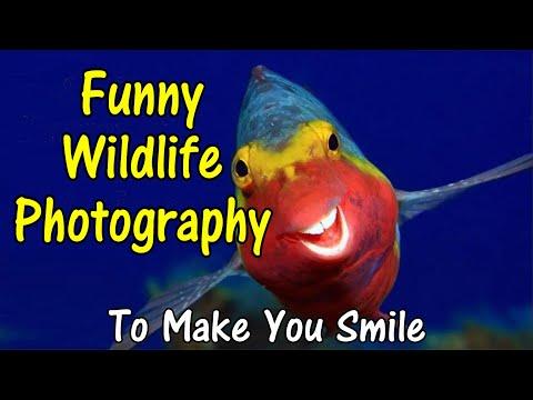 Funny Wildlife Photography To Make You Smile #Video