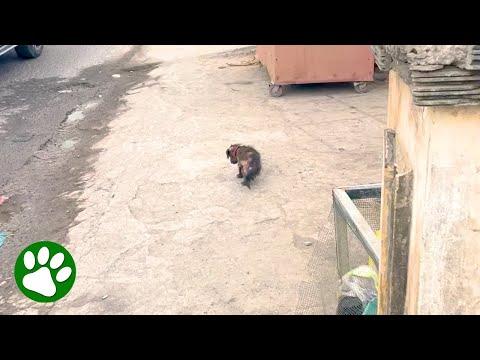 Woman picks up puppy everyone else ignored #Video
