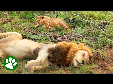 Brave Lion Cub Sneaks Up On Sleeping Dad #Video