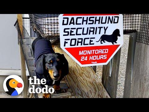 Dachshund's Family Builds Him A People-Watching Ramp #Video
