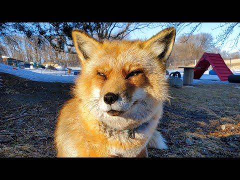 Rise and shine foxes. Foxes see me after being away for a few days. #Video