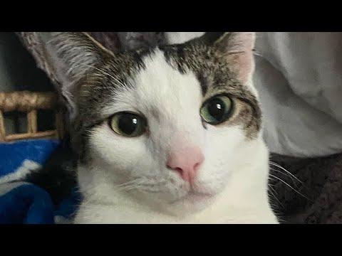 Disabled cat has sweetest bond with mom #Video