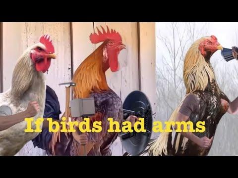 If birds had arms #Video