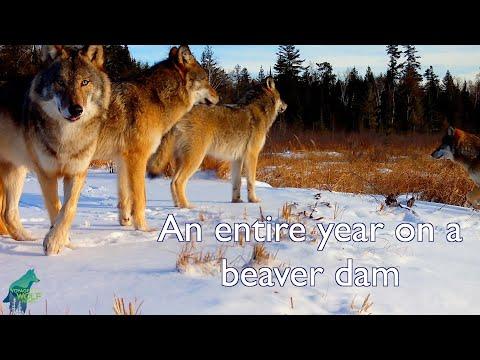 An Entire Year On A Beaver Dam In 7  Minutes #Video