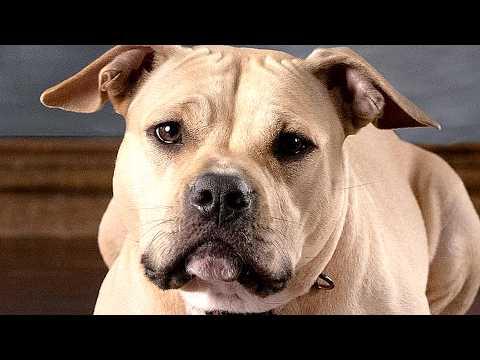 Shy rescue dogs just wants to be loved and have friends #Video