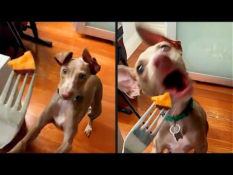 At Least He Didn't Overreact | YOUR Daily Dose of Pets #Video