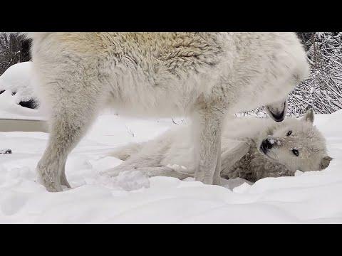 Adorable Wolves Play in the Snow #Video