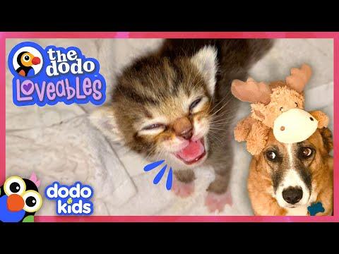 Mama Cat And Scared Dog Find The Sweetest Heroes | Dodo Kids #Video