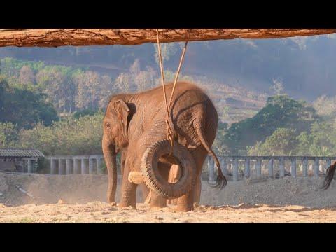 Baby Elephant Pyi Mai and Chaba's Morning Adventures - ElephantNews #Video