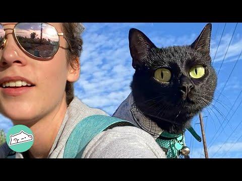 Cat Was Bored In City Until Girl Took Him Hiking #Video