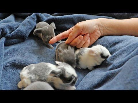 Baby Bunny Attacks Finger Video!