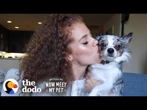 Hamster-Sized Puppy Grows To Be So SPUNKY With Mahogany Lox | The Dodo You Know Me Now Meet My Pet