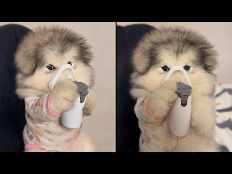 This Brave Little Puppy Holds His Own Nebuliser #Video