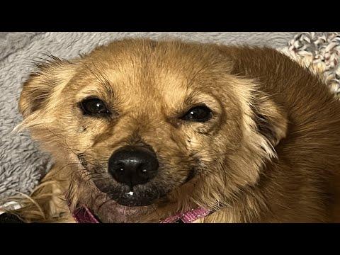 Dog's innocent smile hides her heartbreaking past #Video