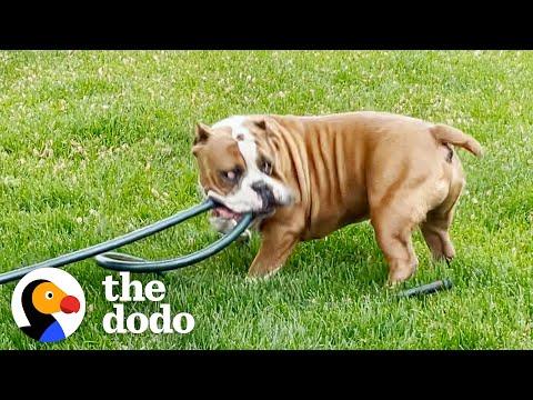 Dog's Hilariously Honest Adoption Post Helps Him Find Forever Home #Video