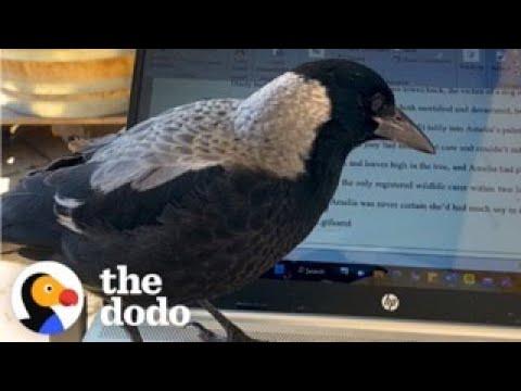 Wild Magpie Flies Into This Woman's House Every Day For A Visit  #Video