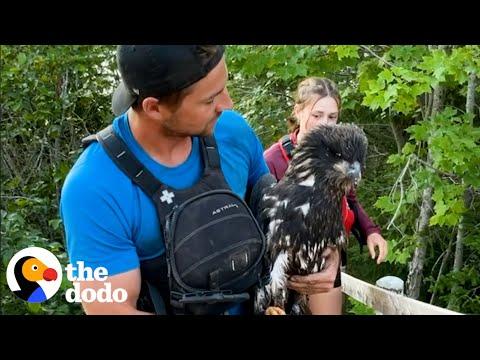 Guy Rescues Eagle From River Just In Time #Video