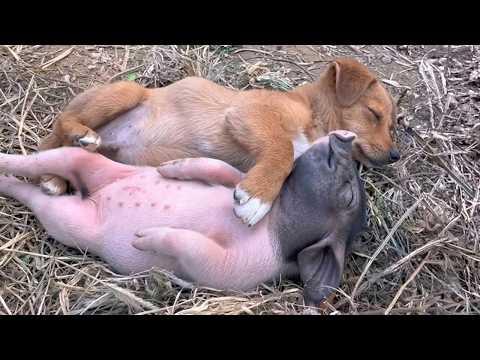 When Dogs Absolutely Love Their Farm Jobs!  #Video