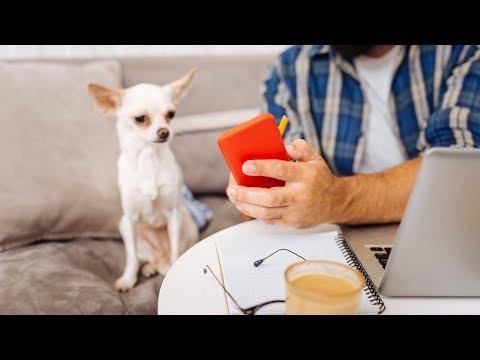 Funny Dogs Afraid Of Phones