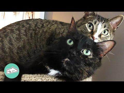 Rescue Cat Left Alone Finds Forever Home and a New Sister #Video