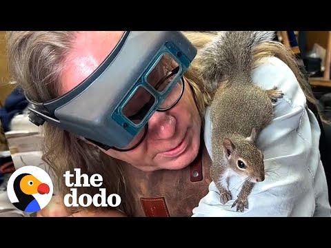 Orphaned Squirrel Goes To Work With His Human Dad #Video