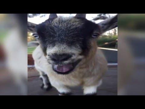 Baby Goat Makes Human Noises