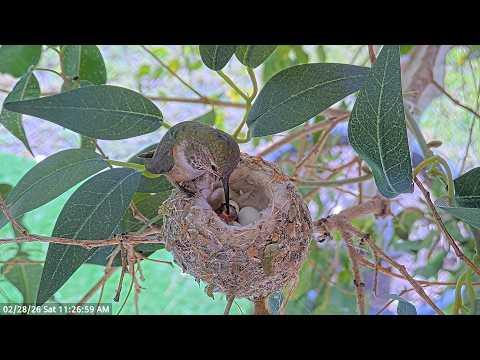 Just Hatched Baby Hummingbird Very First Feeding #Video