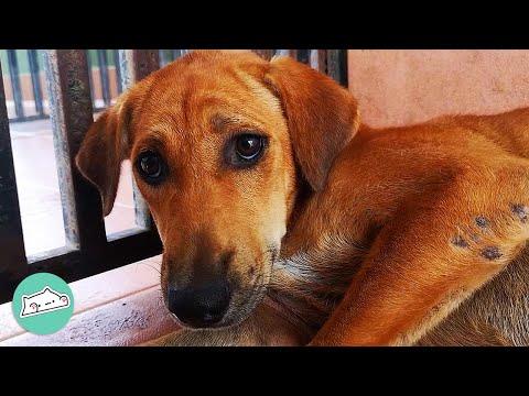 Rescuer Gains The Trust Of Stray Puppy #Video