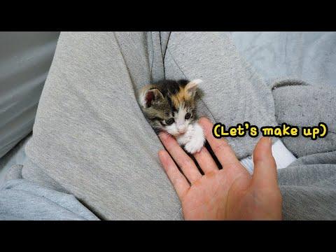 How to make up with a Sulky Kitten in a second #Video