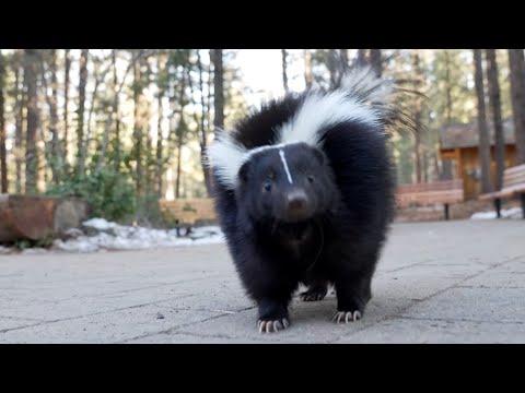 Meet Douglas Fur, the High Desert Museum’s skunk ambassador #Video