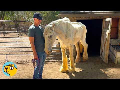 Abandoned Work Horse Comes Back To Life After 25 Years! #Video