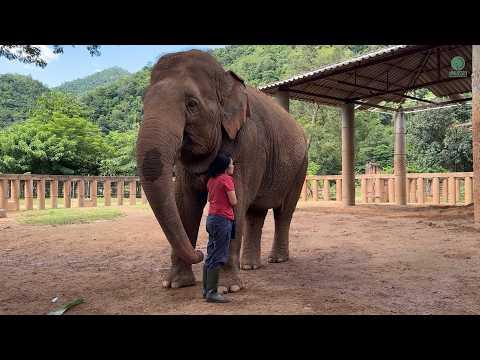 Elephant Faa Mai at Sixteen: A Bridge of Love - ElephantNews #Video
