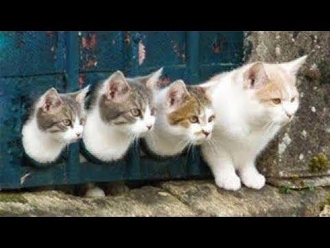 Funny and Cute CAT Videos Compilation #2