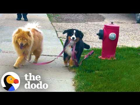 Puppy Guides Her Blind Big Sister on Walks #Video