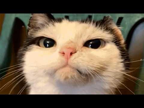 This Stray Cat Finally Finds Comfort After Years Spent On The Streets